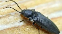 Beetle zámky: popis a metody boje